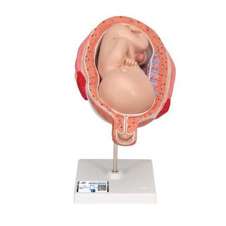 3B SCIENTIFIC 7th Month Foetus, w/ 3B Smart Anatomy 1000329